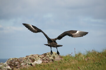 Bird of prey taking off from a cliff