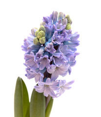 blue hyacinth flowering spike isolated on white, forced winter bulb