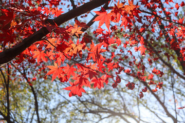 赤い 紅葉 もみじ 日本 夕暮れ 美しい