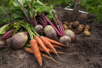 Autumn harvest of fresh raw carrot, beetroot and potatoes on soil in garden. Harvesting organic vegetables