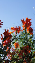 Caesalpinia flowers in the blue sky after rain