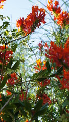 Caesalpinia flowers in the blue sky after rain