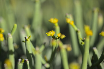 Obraz premium Flora of Gran Canaria - Euphorbia aphylla, leafless spurge native to the Canary Islands 