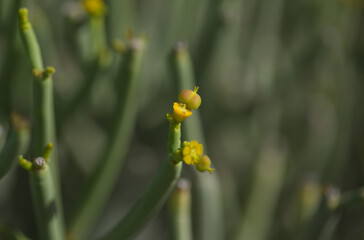 Flora of Gran Canaria - Euphorbia aphylla, leafless spurge native to the Canary Islands
