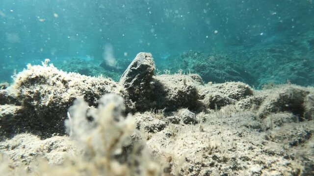Video of common octopus swimming away from a rock