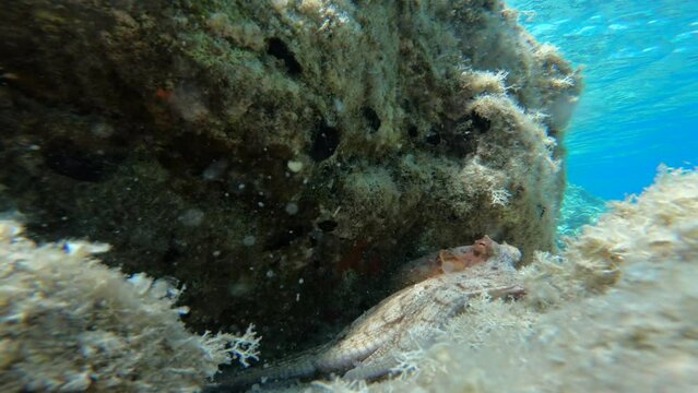 Close up footage of octopus between rocks, octopus vulgaris underwater in Greece