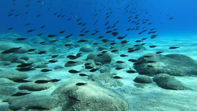 Big school of damselfishes in a sandy underwater bottom in Ikaria, Greece