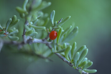 Flora of Gran Canaria - Lycium intricatum, sea box-thorn native to the Canary Islands