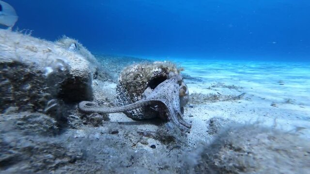 Octupus vulgaris leaving a hole in a brick underwater video of common octopus