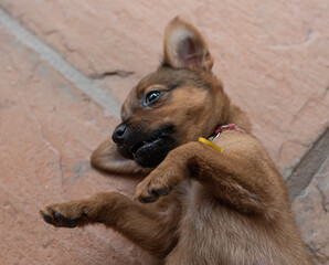 Little cute puppy playing