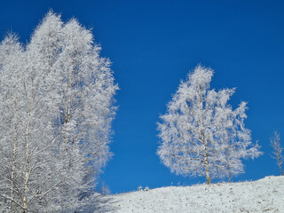 Frozen birches against the blue sky