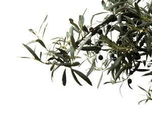 wet olive tree branches with black ripe olives in the rain isolated on white background 
