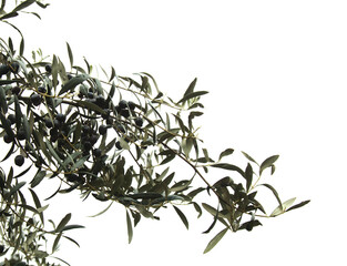 wet olive tree branches with black ripe olives in the rain isolated on white background 