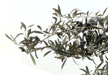 wet olive tree branches with black ripe olives in the rain isolated on white background 