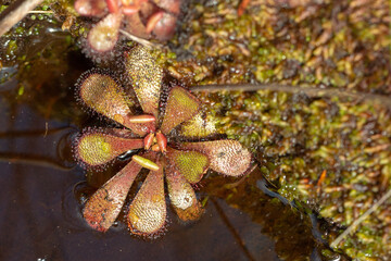 Drosera hamiltonii, a carnivorous plant, growing in wet habitat close to Walpole in Western Australia