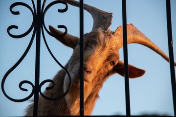 portrait of a brown male goat looking through a fence - Powered by Adobe