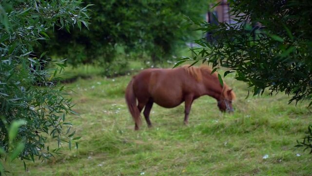 The horse is grazing. Horse under a tree on the lawn. Mare in the woods. High quality FullHD footage