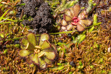 two green rosettes of the rare endemic carnivorous plant Drosera hamiltonii seen in natural habitat east of Walpole in Western Australia