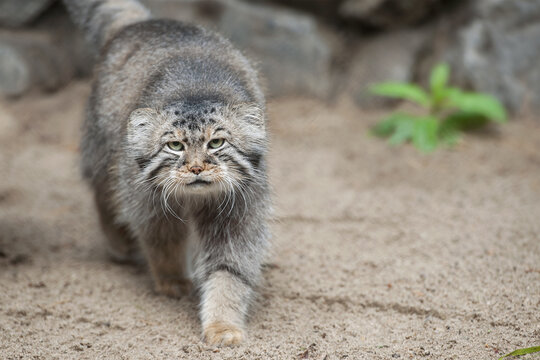 Pallas's cat (Otocolobus manul). Manul is living in the grasslands and montane steppes of Central Asia. Portrait of cute furry adult manul. Instinct to hunt