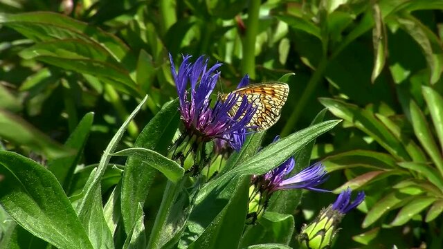Kornblumen und Scheckenfalter