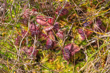 small clump of the Albany Pitcher Plant found east of Walpole in Western Australia