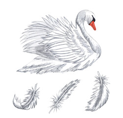 Fototapeta premium Watercolor feather set. Hand drawn white feathers isolated on white background