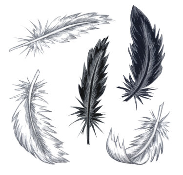 Watercolor feather set. Hand drawn white feathers isolated on white background
