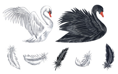 Watercolor illustration of white and black swans. Hand drawn white and black feathers isolated on white background. love concept. Swans clipart © BarvArt