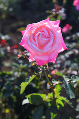 かわいい バラ 薔薇 ローズ  ピンク 美しい きれい