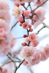 ピンク色の梅の花