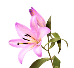 Pale lilac dyed oriental hybrid lily isolated on white
