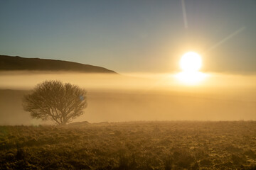 Naklejka na ściany i meble Beautiful lonely tree in the fog in County Donegal - Ireland