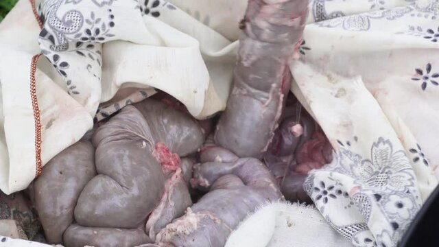 freshly removed pork intestines to be chosen for cleaning - Close up