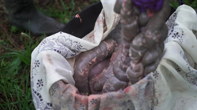 Person picking up huge pig intestines from a bucket, just removed from the animal - Close up