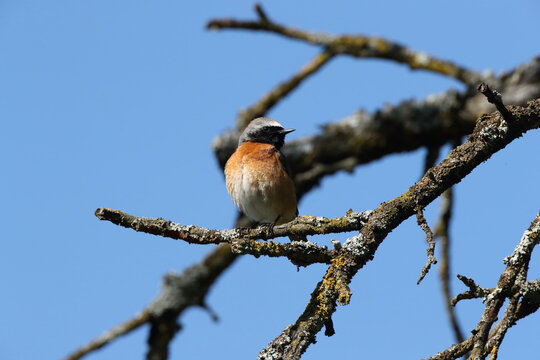 common redstart (Phoenicurus phoenicurus) germany
