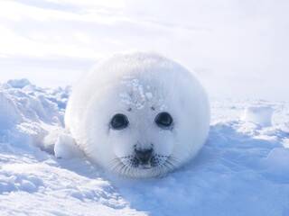 おでこに雪が付いているタテゴトアザラシの赤ちゃん（カナダのマドレーヌ島近くの流氷の上にて） © Traveller Tomo