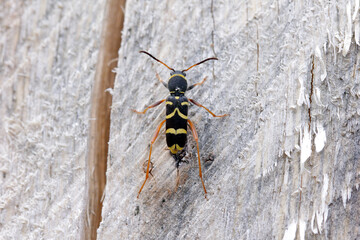 common beetle Clytus arietis of the Longhorn beetles (Cerambycidae, Coleoptera). the female laying eggs in the wood.