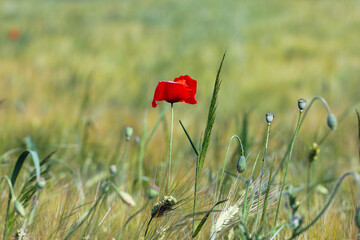 close up of red poppy flower in a field