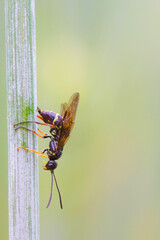 Stem Borer Sawfly Cephus pygmaeus (Cephidae). It is a important pest of cereals. Female lays an egg to the cereal shoot.