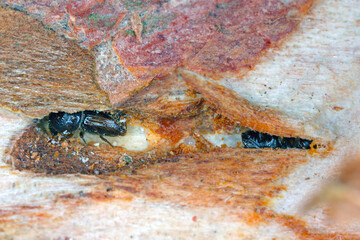 The European spruce bark beetle (Ips typographus), is a species of beetle in the weevil subfamily...