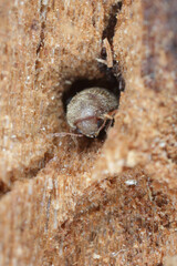 Drugstore beetle Stegobium paniceum known as bread beetle or biscuit beetle is pest in houses, stores and warehouses.