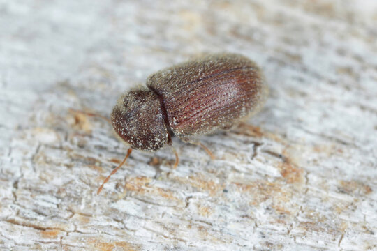 Drugstore beetle Stegobium paniceum known as bread beetle or biscuit beetle is pest in houses, stores and warehouses.