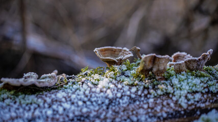toadstool on a branch