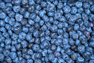 Fototapeta na wymiar Background from Blueberry. completely closed blueberry for screensaver. Blue berries. Natural. High quality photo