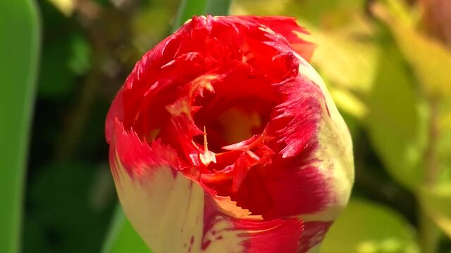 Eine rot-gelbe Tulpe mit Zacken an den R&auml;ndern bewegt sich im Wind (Makro) 