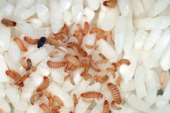 larvae of Khapra beetle (Trogoderma granarium) on rice grains. Dermestidae family pest of stored grain.