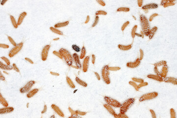 larvae of Khapra beetle (Trogoderma granarium) Dermestidae family pest of stored grain.