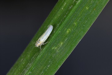Maize leafhopper (Zyginidia scutellaris) pest of corn crop. Insect on winter cereal.