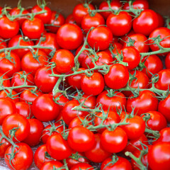 Cherry Tomato on Vine