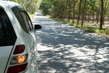 Rear side of white car driving on the asphalt road and turn light signal with rubber trees forest. 
